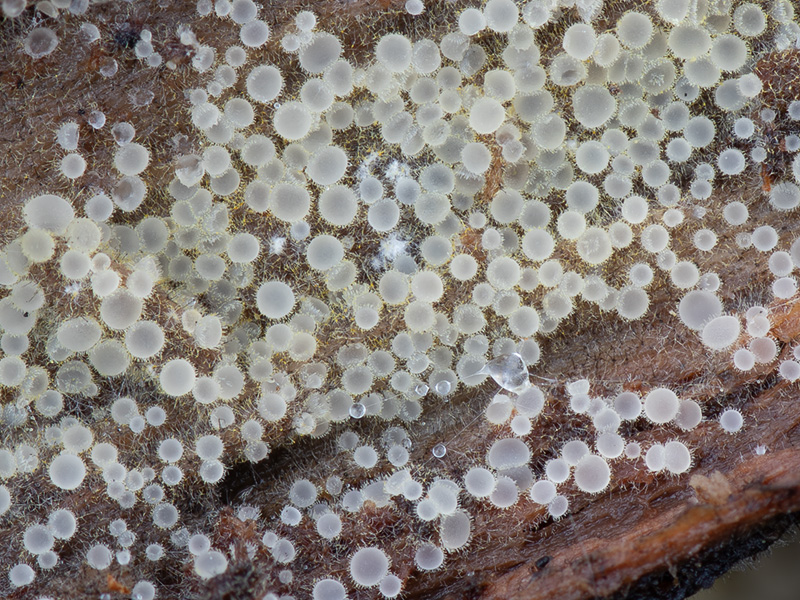 Arachnopeziza delicatula Arachnopeziza delicatula